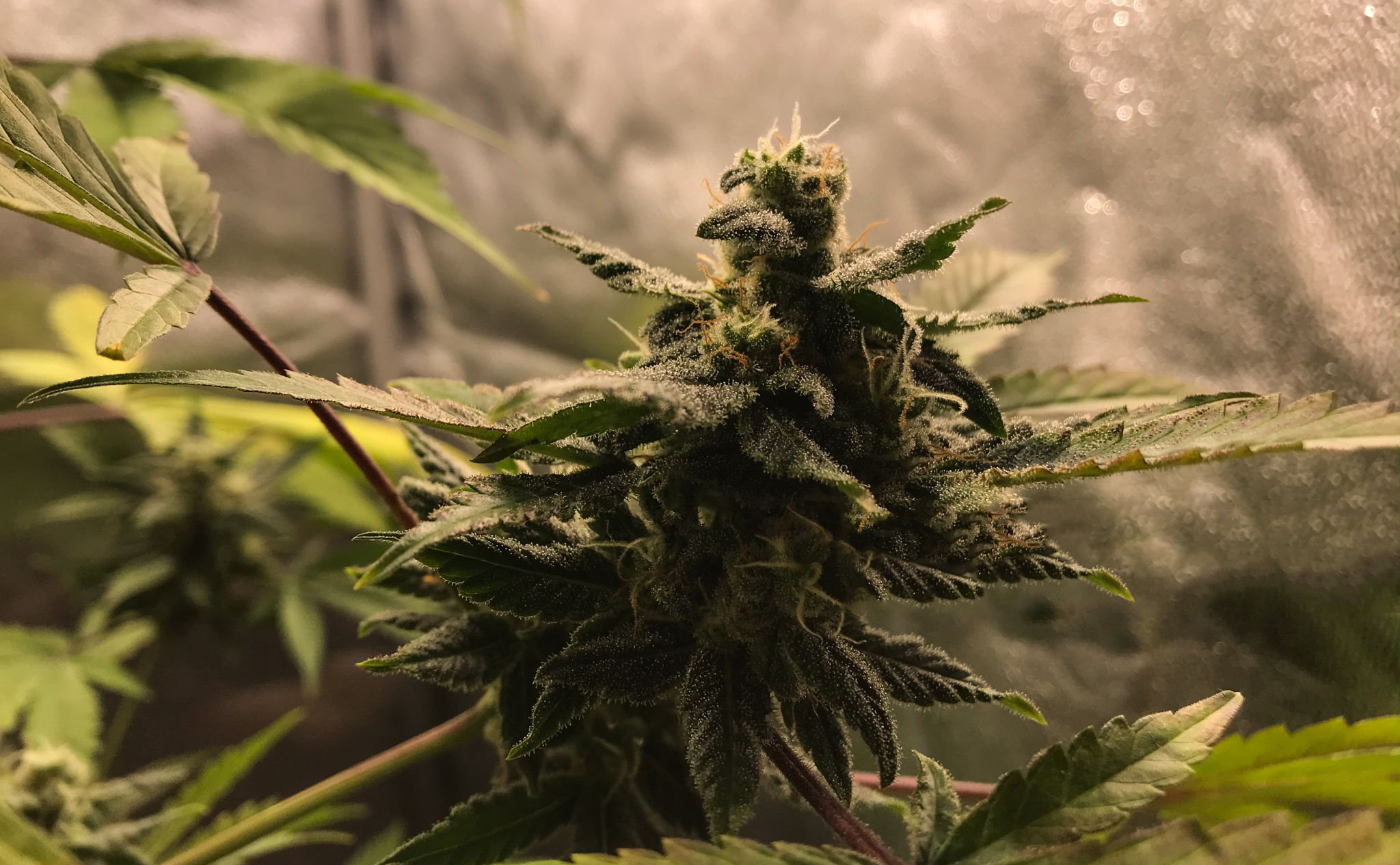 A Guide to Maintaining Proper Moisture for Your Weed