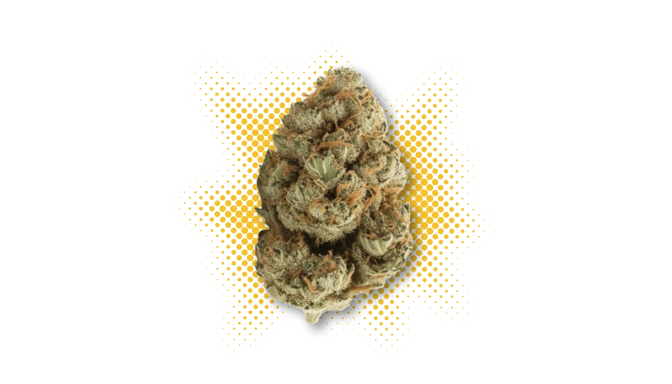 Watermelon Gelato Strain